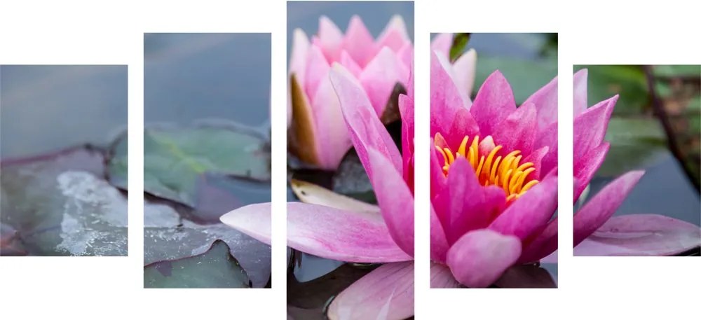 Quadri 5 pezzi – Fiore di loto rosa