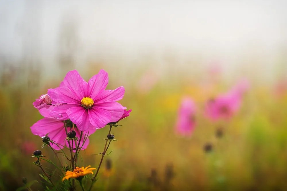 Carta da parati – Fiore rosa in fiore
