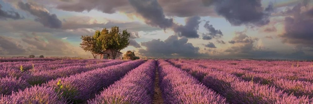 Stampa su tela – Terra dei campi di lavanda