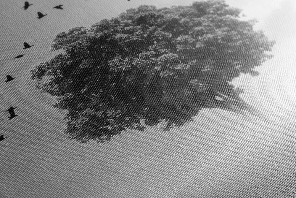 Stampa su tela – Albero solitario nel prato in bianco e nero