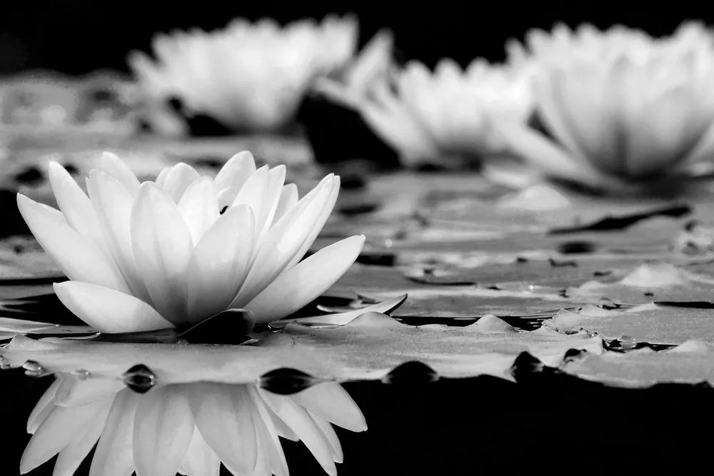 Stampa su tela – Fiore di loto in bianco e nero