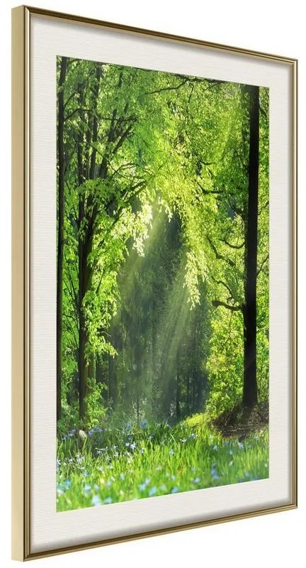 Poster  Forest Path  Cornice Quadri Cornice d'oro con passe-partout, Larghezza x Altezza Home decor 30x45