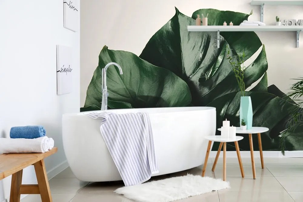 Carta da parati – Foglia di monstera