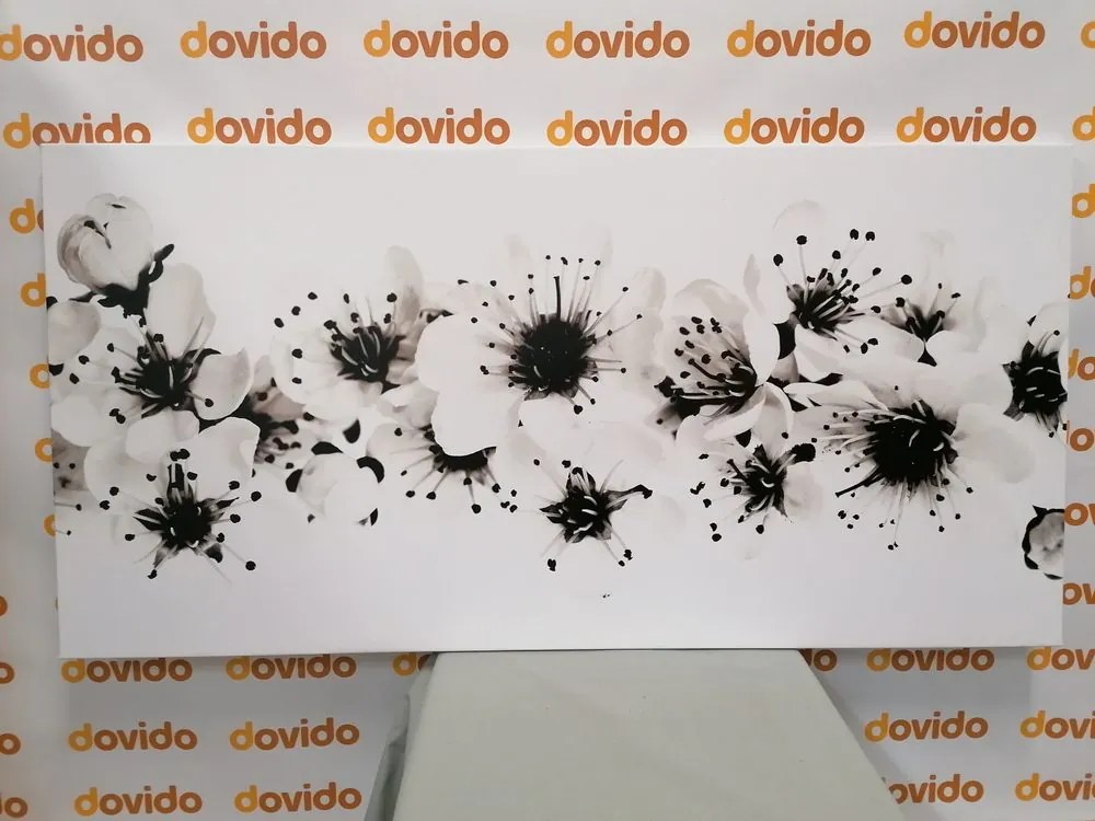 Quadro su tela – Fiori di ciliegio in bianco e nero