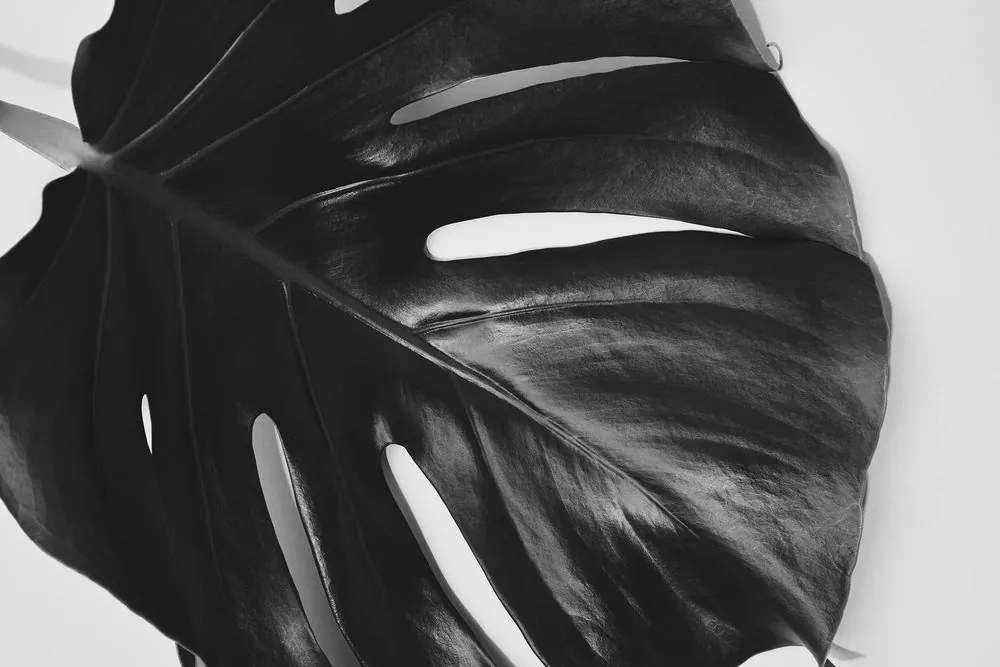 Quadro su tela – Foglia di monstera in bianco e nero