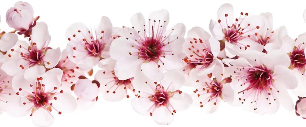 Stampa su tela – Fiori di ciliegio