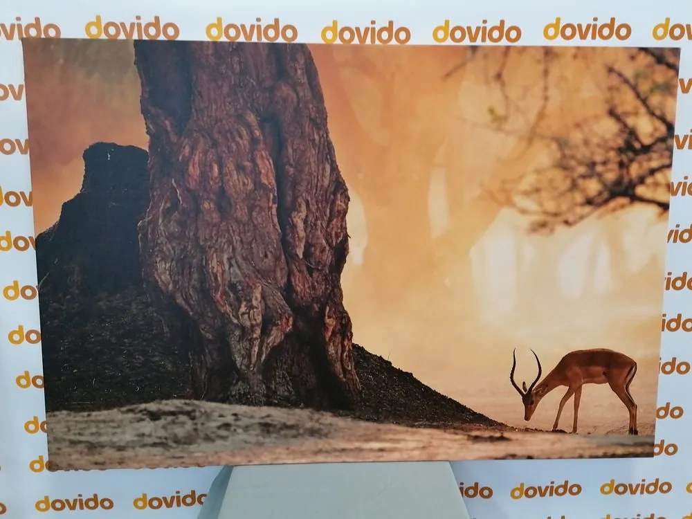 Quadro su tela – Antilope africana