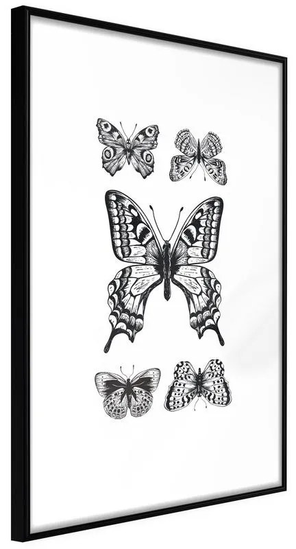 Poster  Butterfly Collection IV  Cornice Quadri Cornice nera, Larghezza x Altezza Home decor 30x45