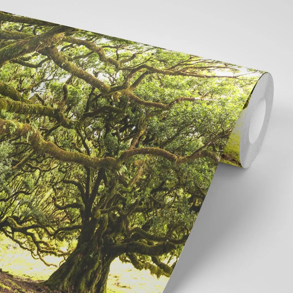 Carta da parati autoadesiva – Alberi coperti di muschio
