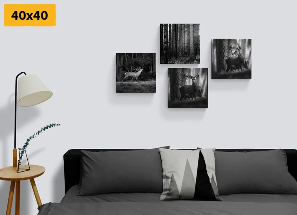 Set di quadri – Animali del bosco in bianco e nero