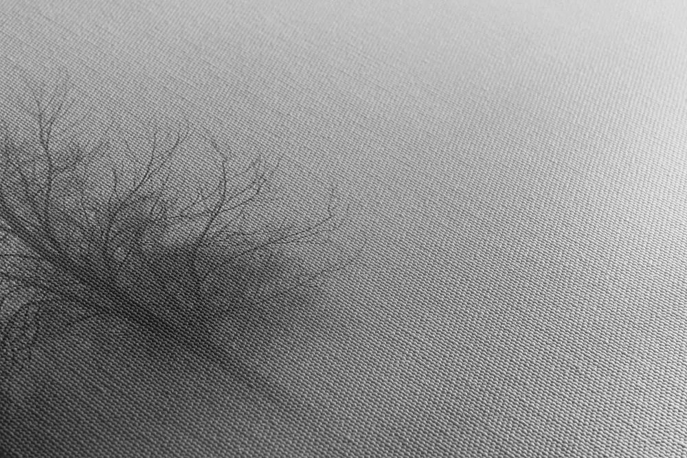 Quadro su tela – Alberi nella nebbia in bianco e nero