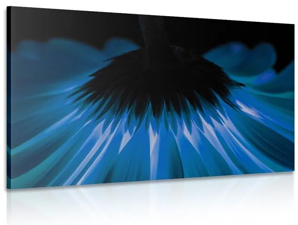 Quadro su tela – Gerbera blu su sfondo scuro