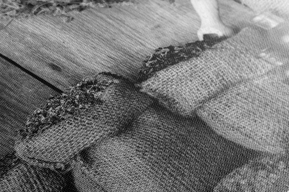 Stampa su tela – Erbe medicinali in bianco e nero