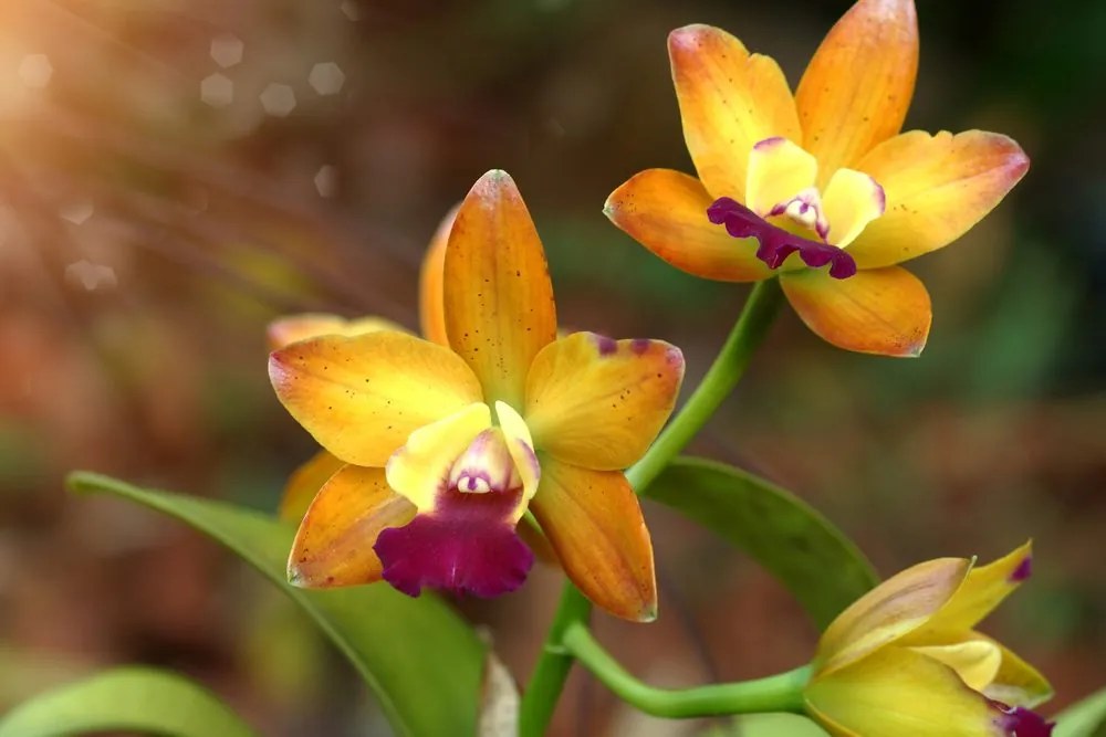 Stampa su tela – Orchidea arancione