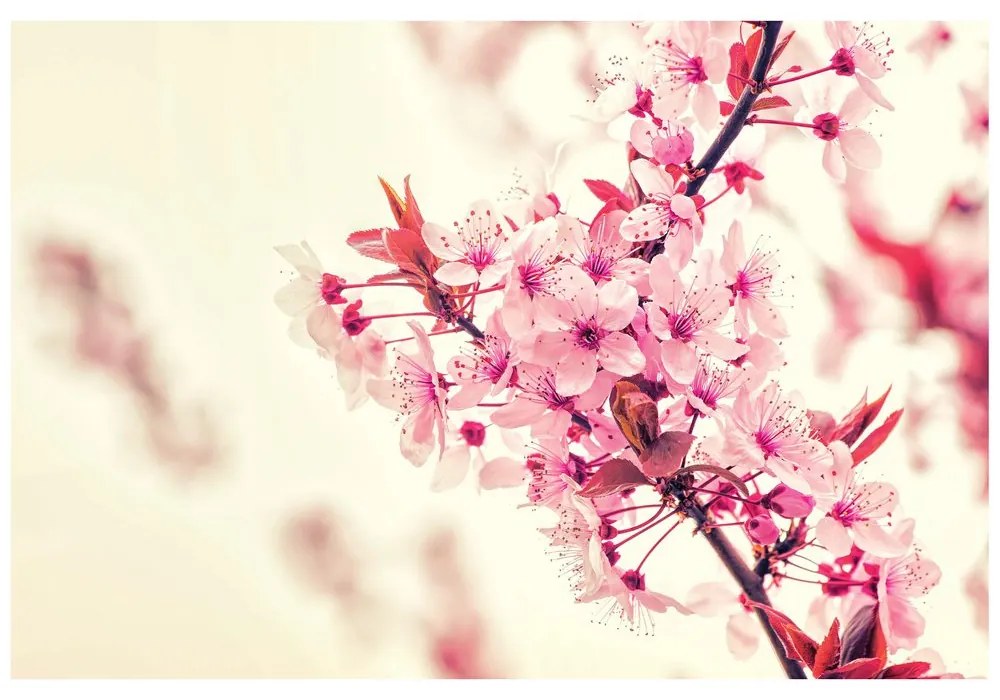 Carta da parati – Fiori di ciliegio rosa