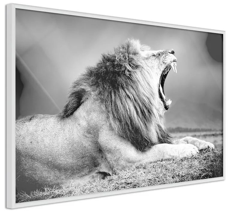 Poster Yawning Lion