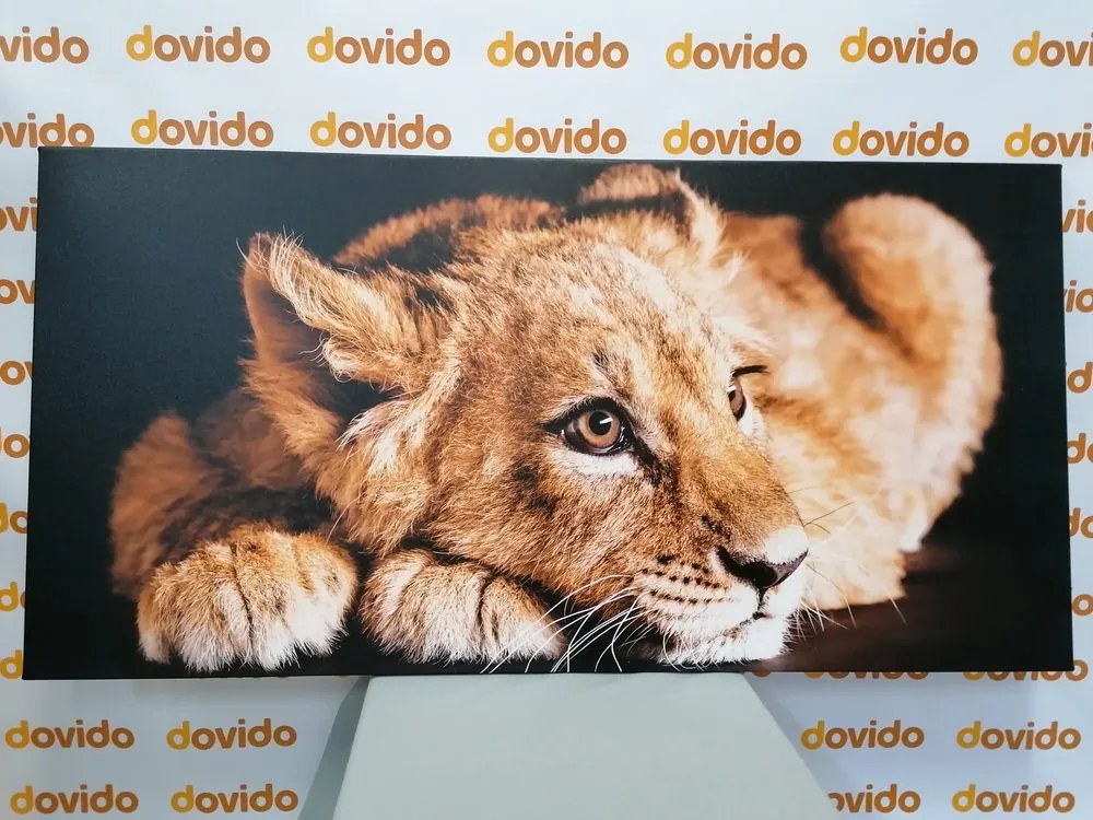 Quadro su tela – Cucciolo di leone