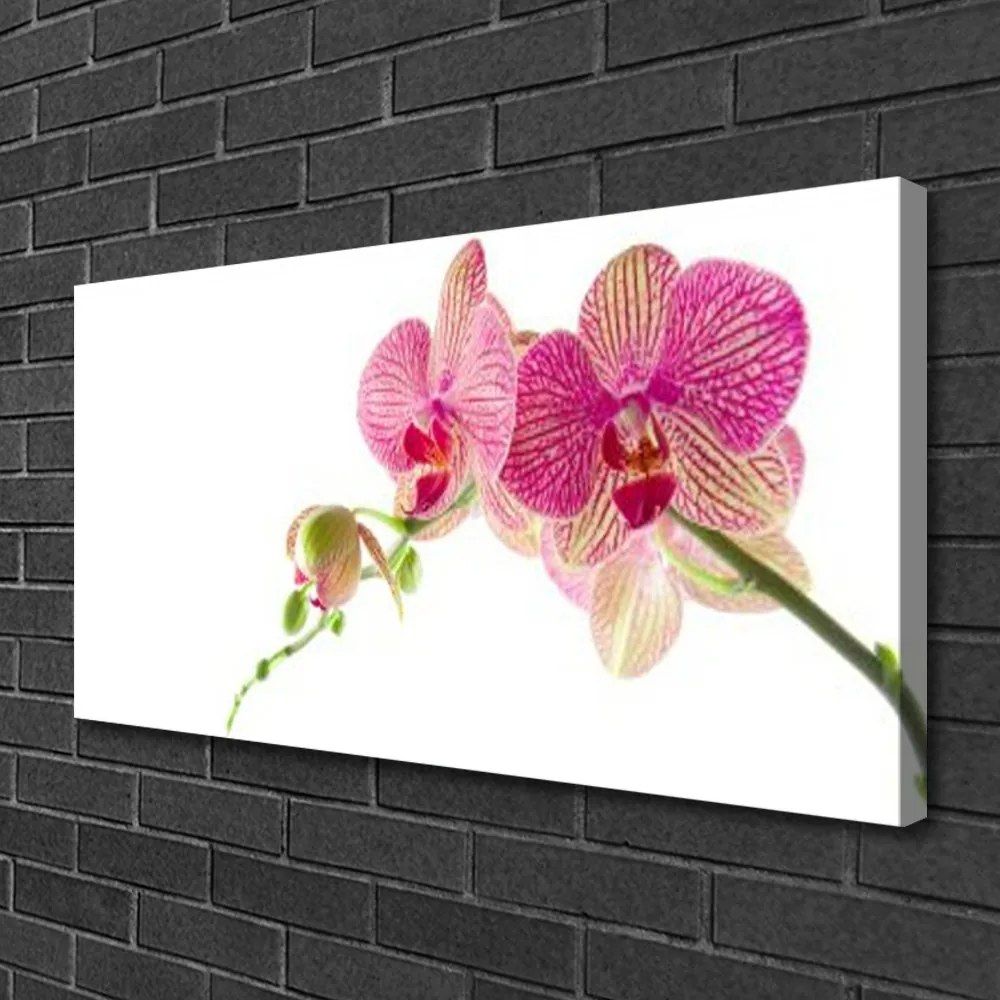 Quadro su tela I fiori della pianta 100x50 cm