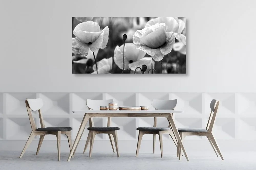 Quadro su tela – Splendido campo di papaveri in bianco e nero