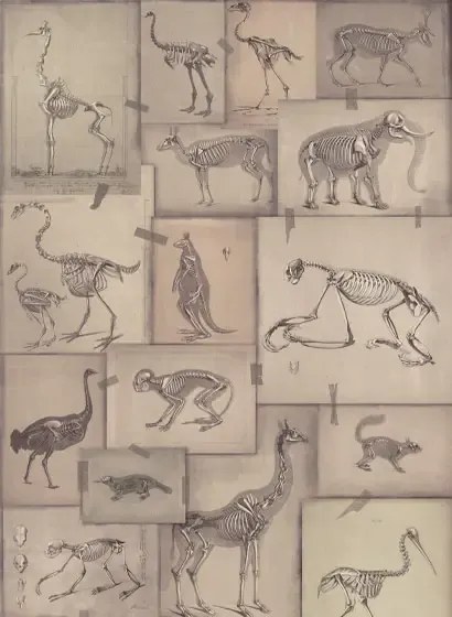 Mindthegap Carta da parati Zooarchaeology - WP20236