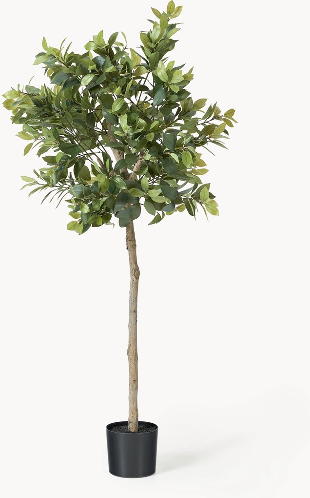 Pianta artificiale Money Tree