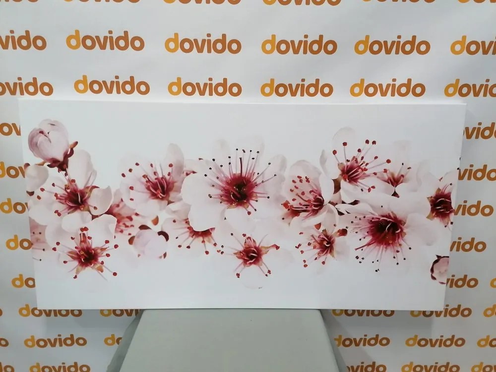 Stampa su tela – Fiori di ciliegio
