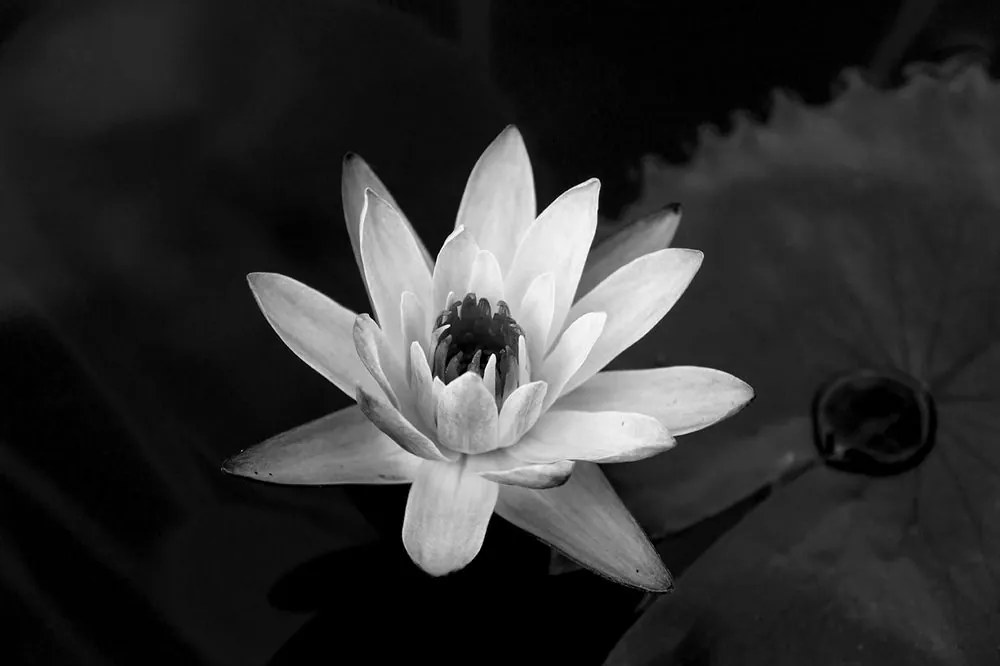 Carta da parati – Ninfea in bianco e nero