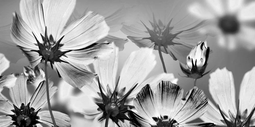 Quadro su tela – Fiori da giardino in bianco e nero