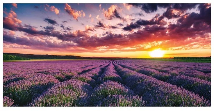 Stampa su tela Campo di lavanda, multicolore 140 x 70 cm