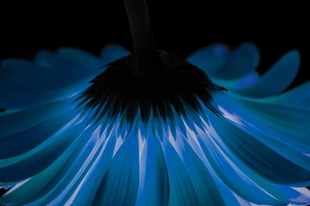 Carta da parati – Gerbera blu