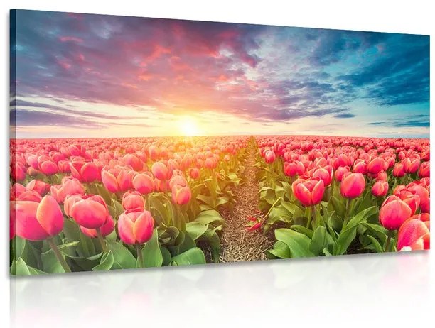 Stampa su tela – Alba sopra il prato con tulipani