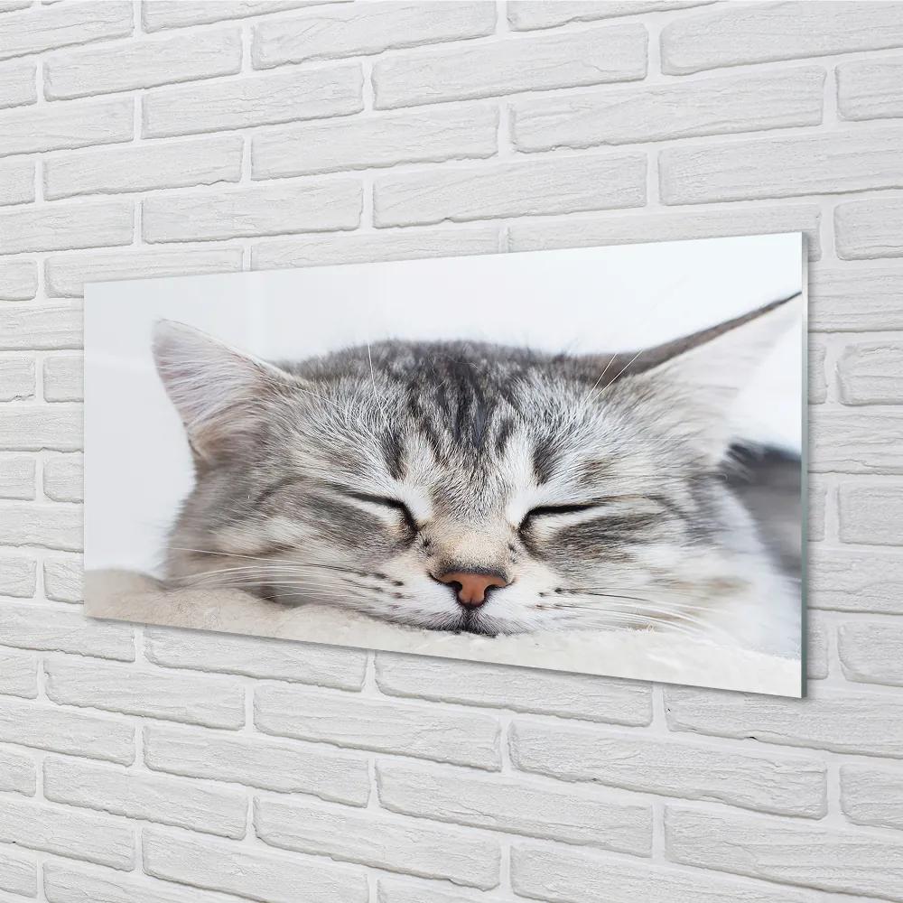 Quadro su vetro acrilico Cat addormentato 100x50 cm