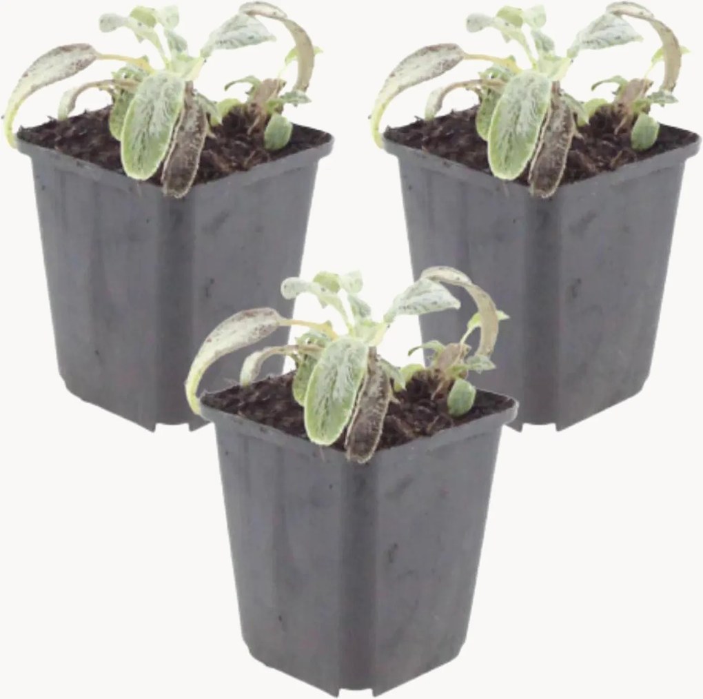 Set di 3 piante vere Lamb's Ear Stachys Byzantina Silver Carpet