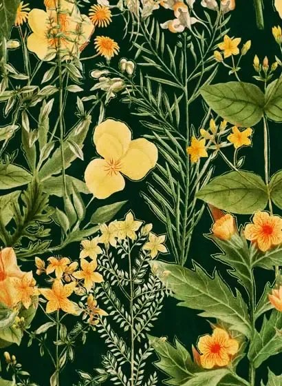 Blumentapete Mimulus von MINDTHEGAP - WP20322