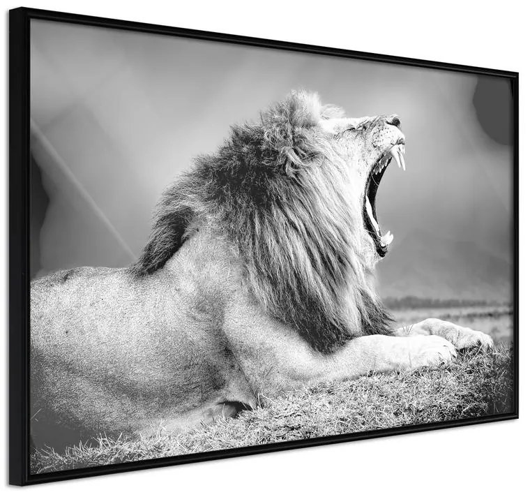 Poster  Yawning Lion  Cornice Quadri Cornice nera, Larghezza x Altezza Home decor 30x20