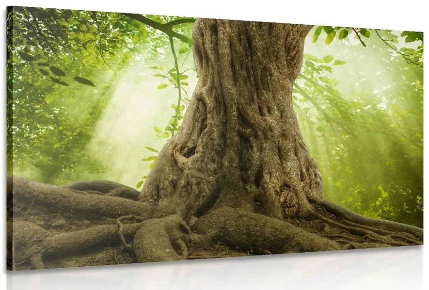 Quadro su tela – Radice dell'albero