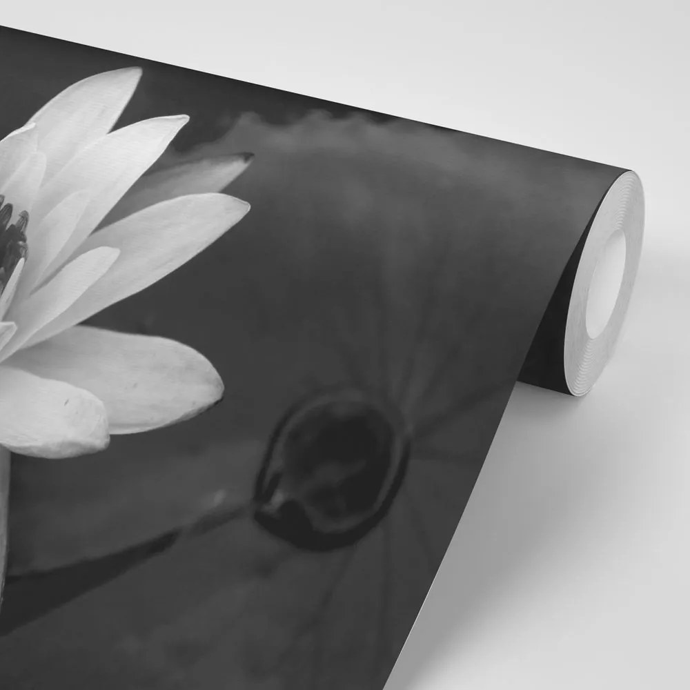 Carta da parati – Ninfea in bianco e nero
