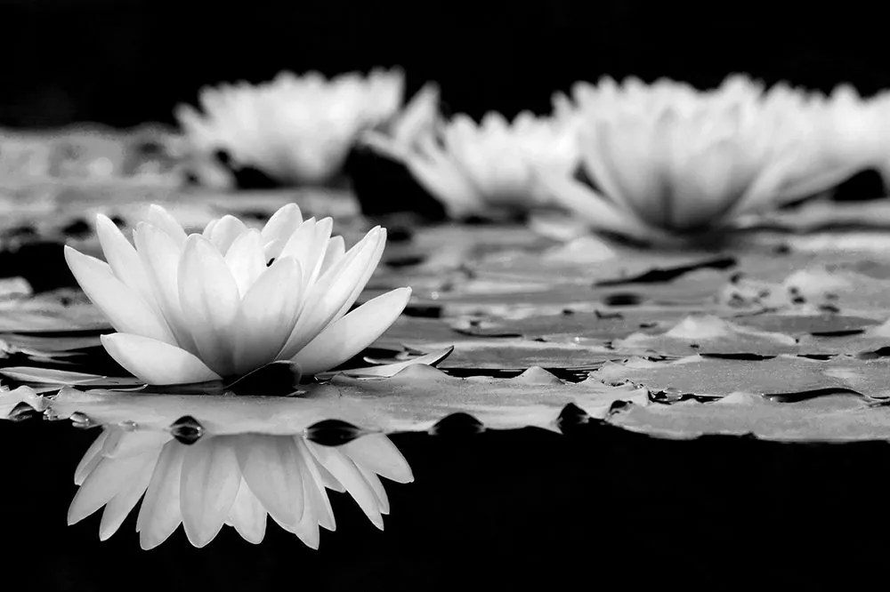 Carta da parati autoadesiva – Fiore di loto in bianco e nero