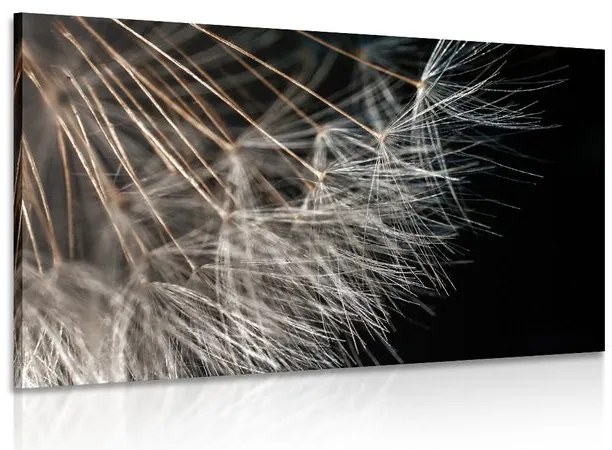Quadro su tela – Bellezza del soffione