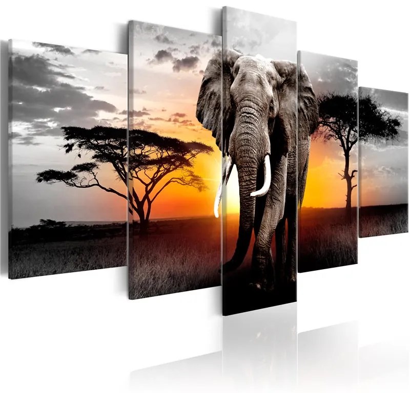 Quadro  Elephant at Sunset  Colore Nero, Dimensioni e Misure 100x50