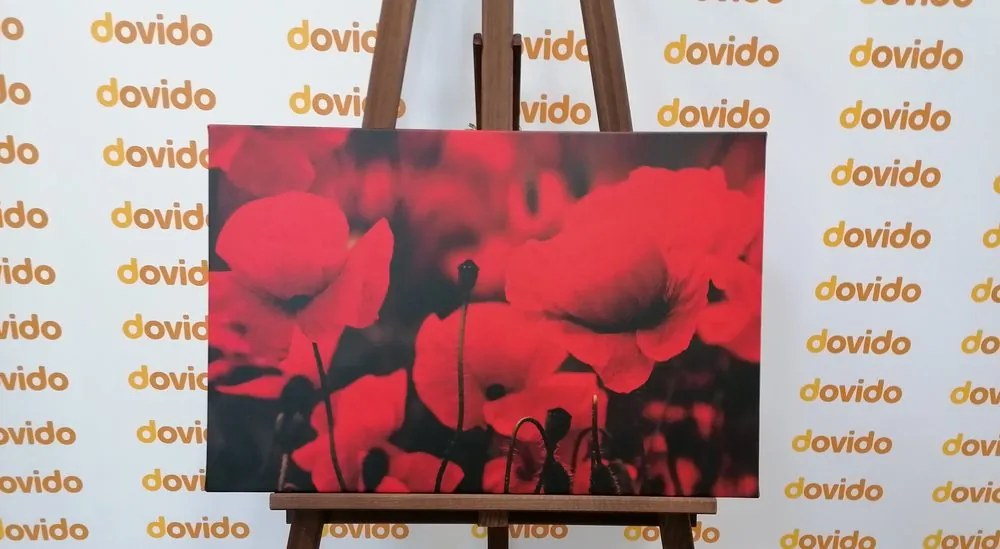 Quadro su tela – Campo di papaveri selvatici