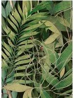 Blattwerk Tapete Exotic Garden von MINDTHEGAP - WP20515