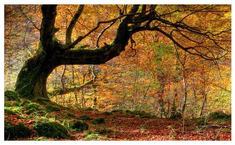 Fotomurale Autunno, bosco e foglie