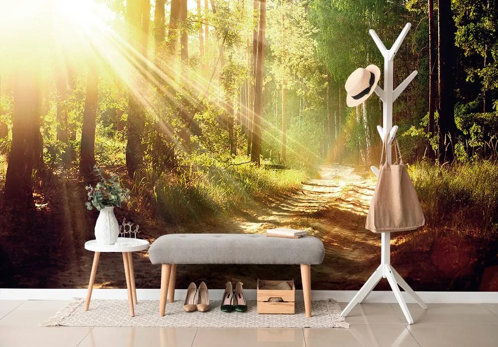 Carta da parati – Raggi di sole nel bosco