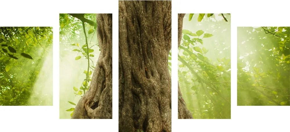 Quadri 5 pezzi – Radice dell'albero