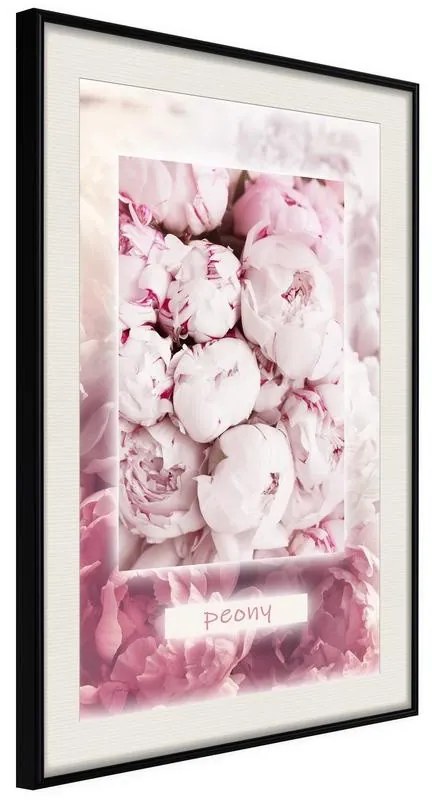 Poster  Scent of Peonies  Cornice Quadri Cornice nera con pass-partout, Larghezza x Altezza Home decor 30x45