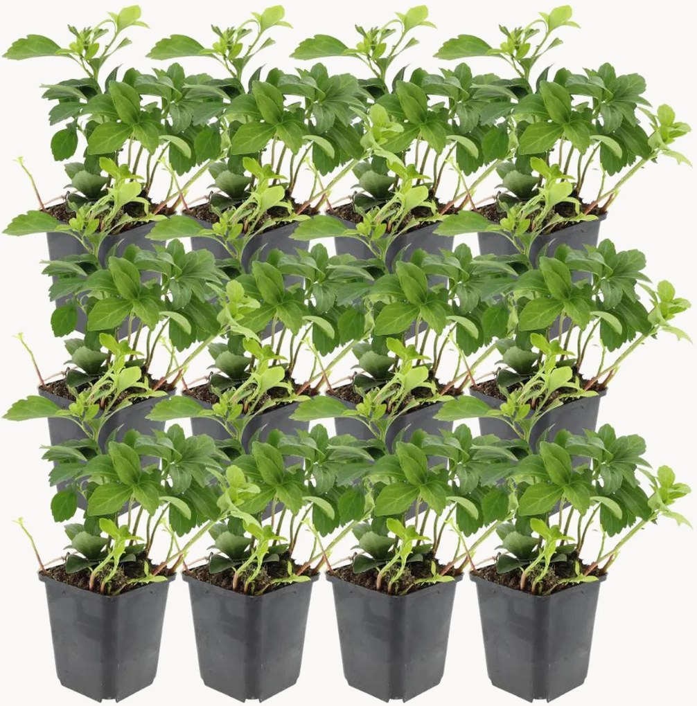 Set di 12 piante vere Pachysandra Terminalis
