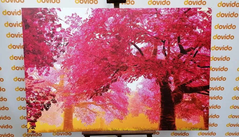 Quadro su tela – Magici alberi di ciliegio in fiore