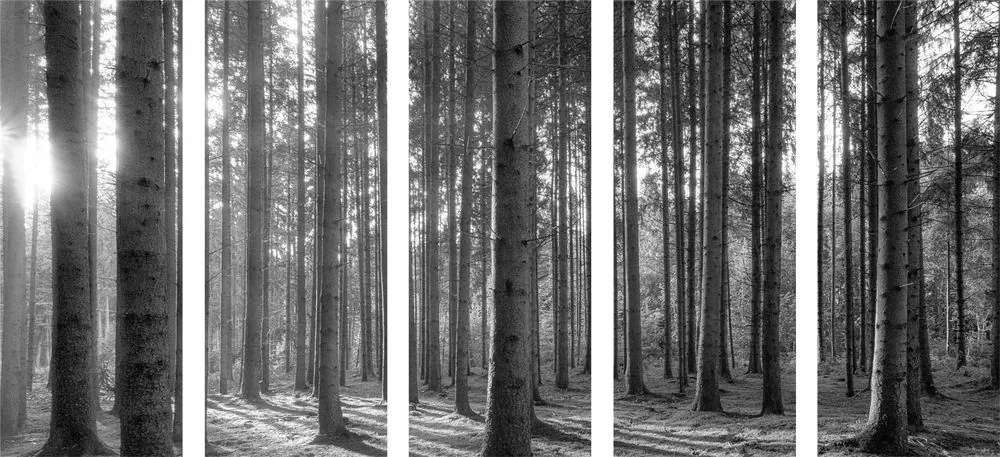 Quadri 5 pezzi – Mattina nella foresta in bianco e nero