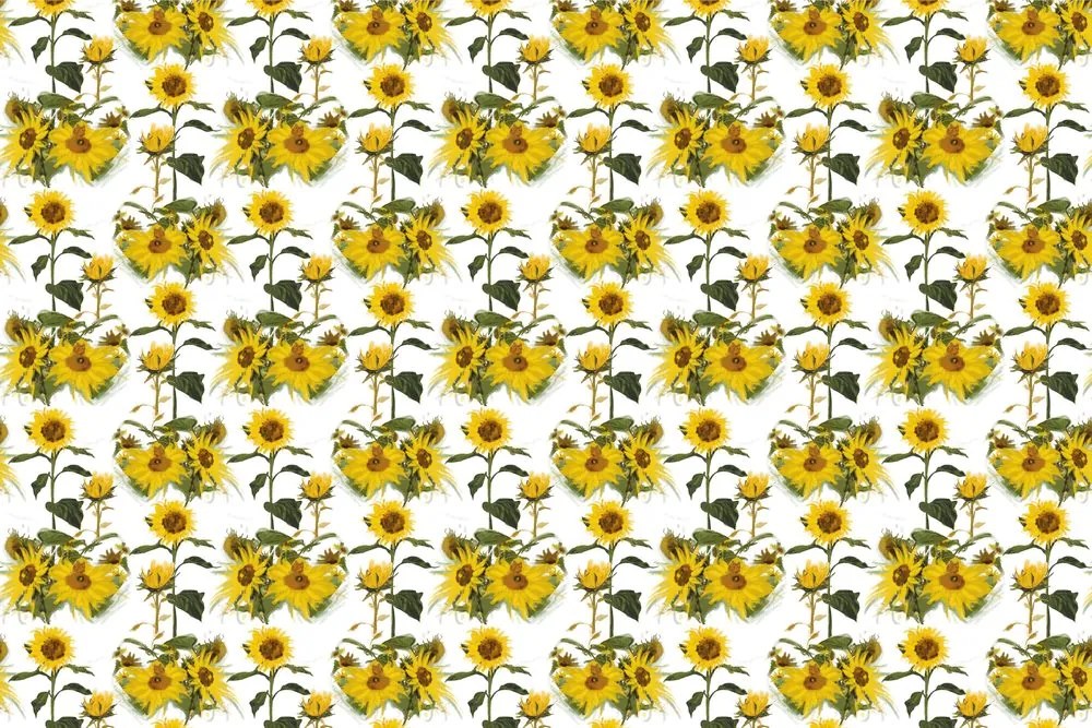 Carta da parati – Girasoli su sfondo bianco